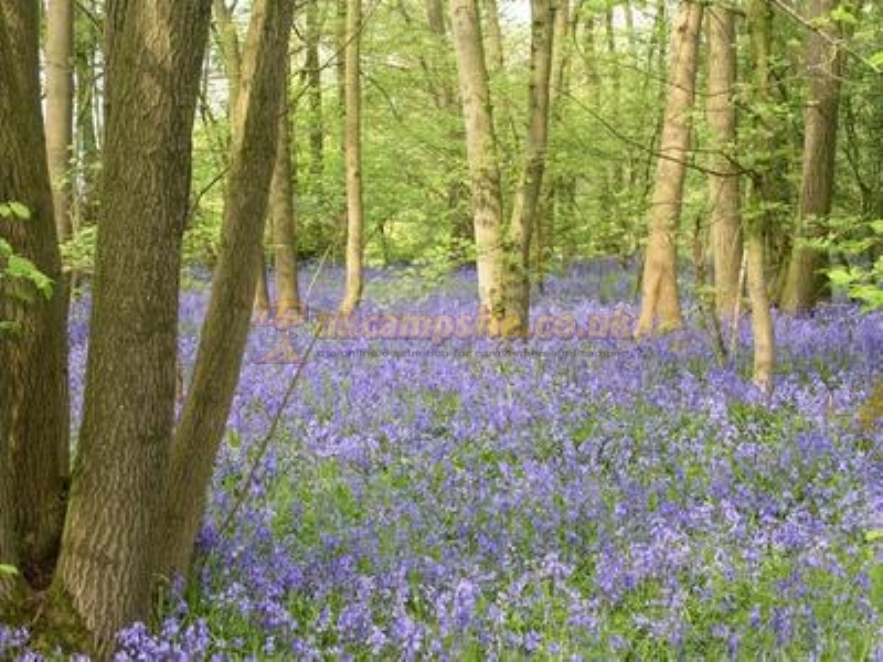 Dernwood Farm Wild Camping