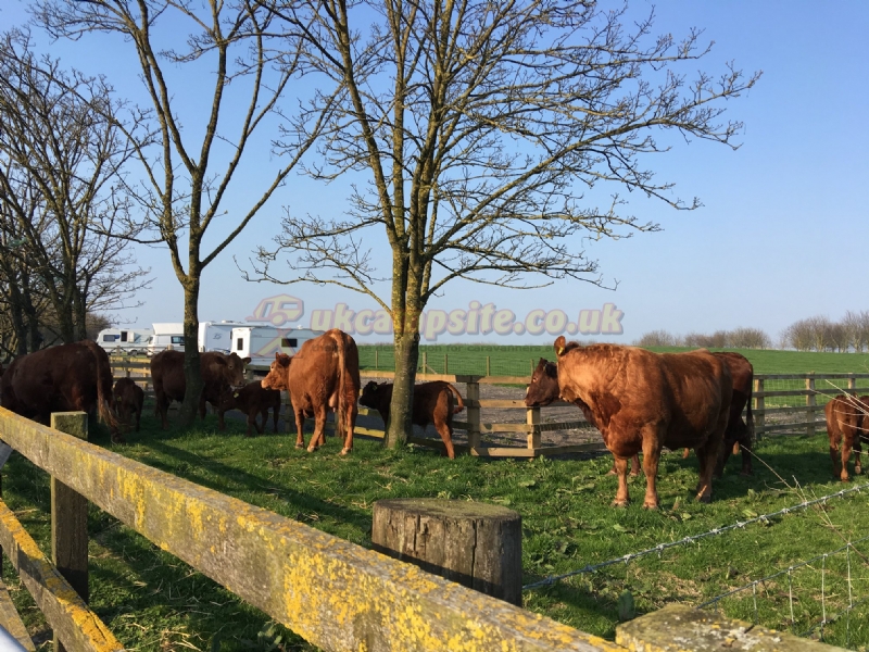 Mr Moos Touring Park