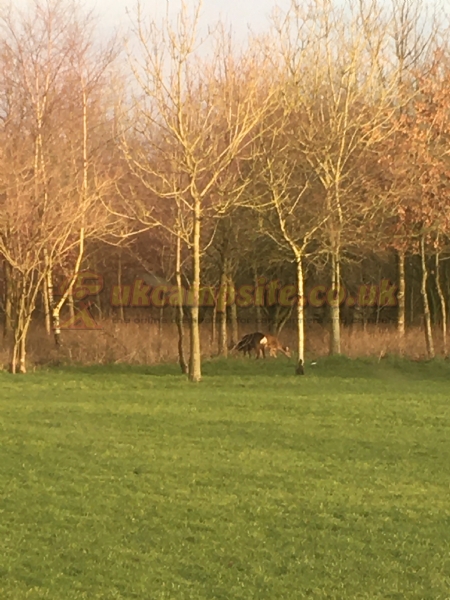Dale Hey Farm Touring Caravan Site