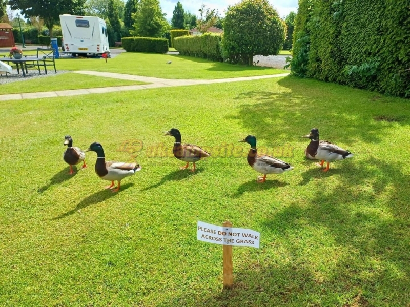 Blue Rose Caravan And Country Park
