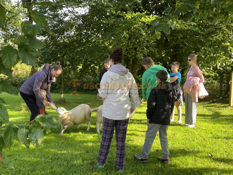 Holsome Park Camping