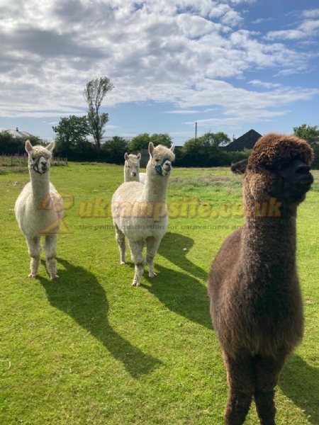 Graeanfryn Touring And Camping Park