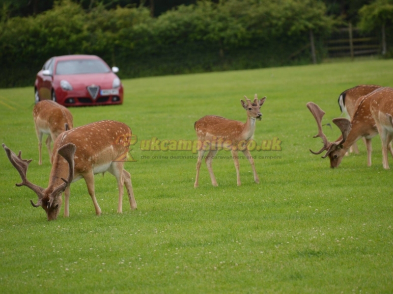 Long Meadow New Forest Campsite