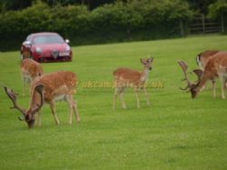 Long Meadow New Forest Campsite