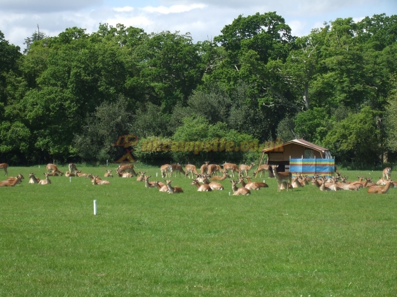 Long Meadow New Forest Campsite