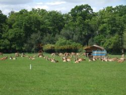 Long Meadow New Forest Campsite