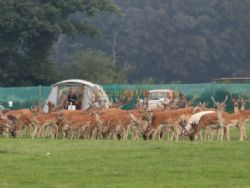 Long Meadow New Forest Campsite