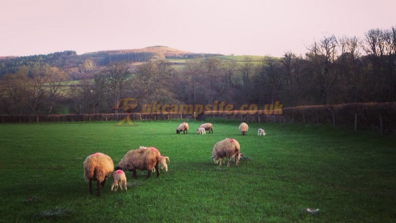 Aberbran Fach Farm
