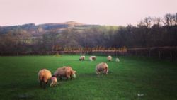 Aberbran Fach Farm