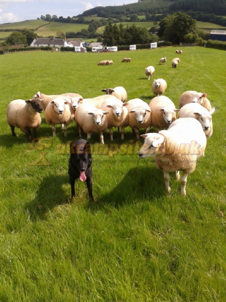 Aberbran Fach Farm