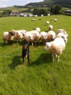 Aberbran Fach Farm