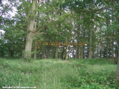 Evergreen Farm Woodland Campsite Evergreen Farm Woodland Campsite