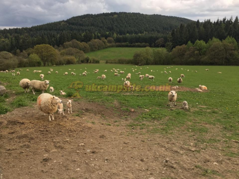 Monstay Farm Camp Site