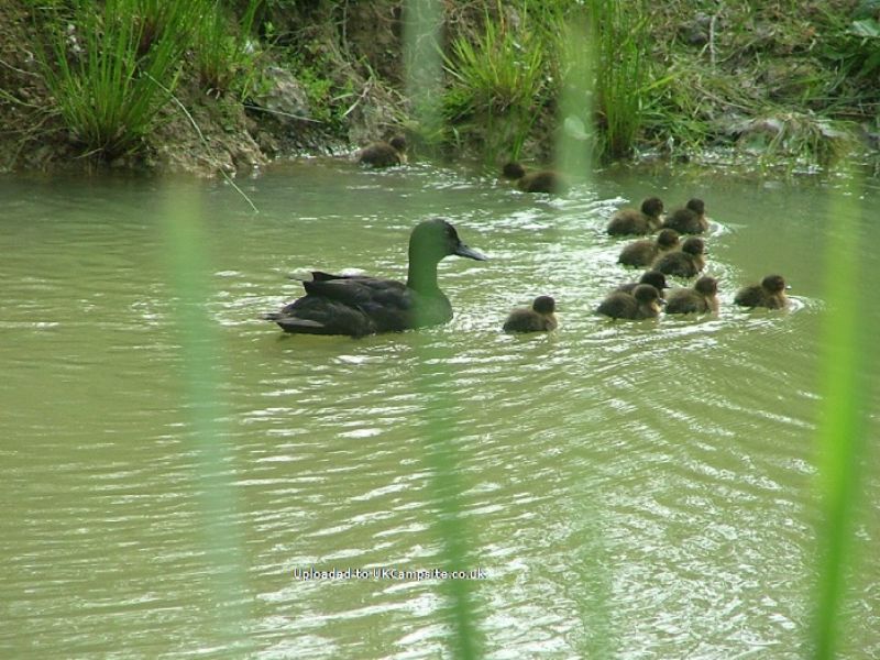 Gabriels Fishery Certificated Site