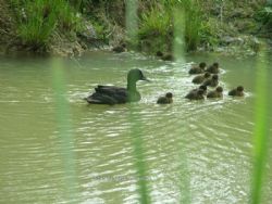 Gabriels Fishery Certificated Site