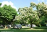 Camping Le Bois De Cornage Camping Le Bois De Cornage