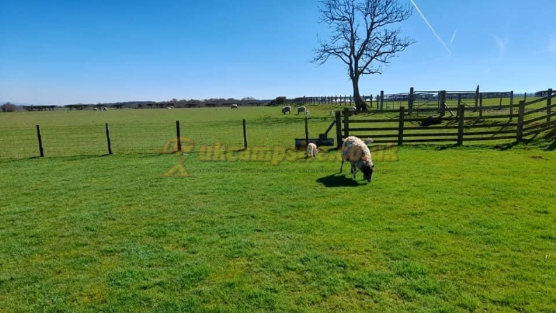 Bungdale Head Farm Caravan And Camping Site