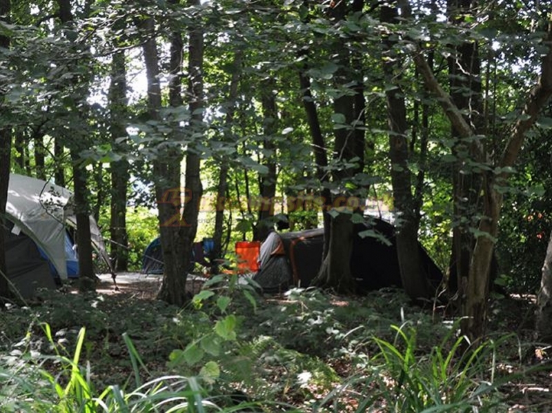 Bedgebury Camping