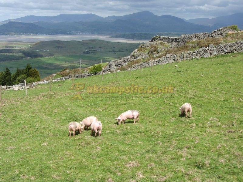 Merthyr Farm