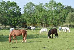 Valley Farm Equestrian Leisure