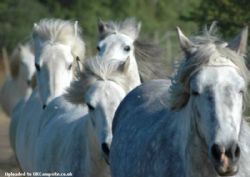 Valley Farm Equestrian Leisure
