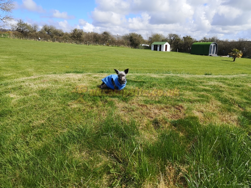 Trefgraig Isaf Caravan And Campsite