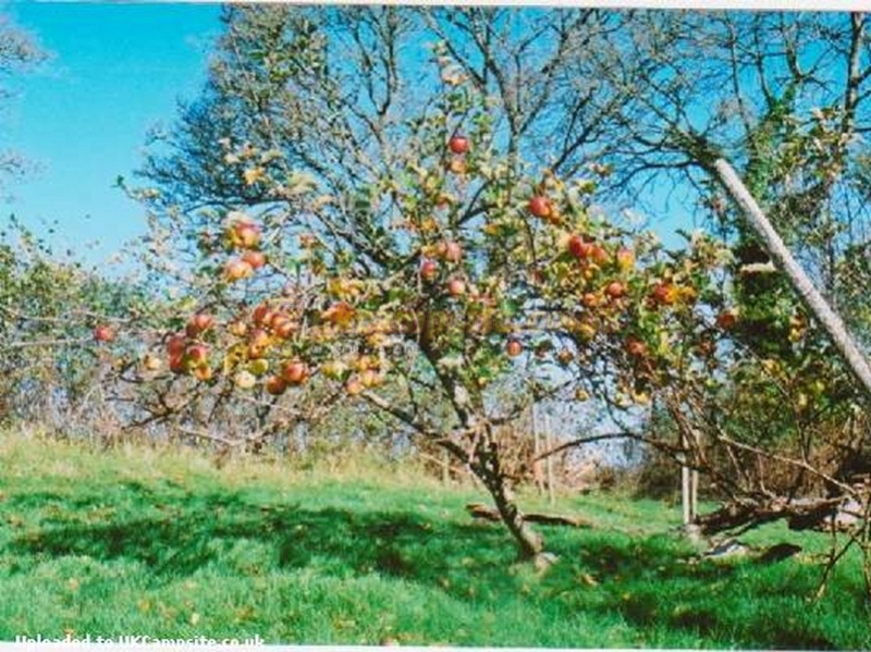Crabbs Bluntshay Farm Campsite